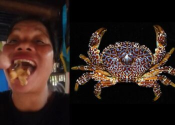 Nữ KOL nổi tiếng tử vong sau khi nuốt cua quỷ cực độc trên sóng livestream