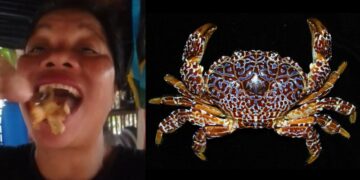 Nữ KOL nổi tiếng tử vong sau khi nuốt cua quỷ cực độc trên sóng livestream